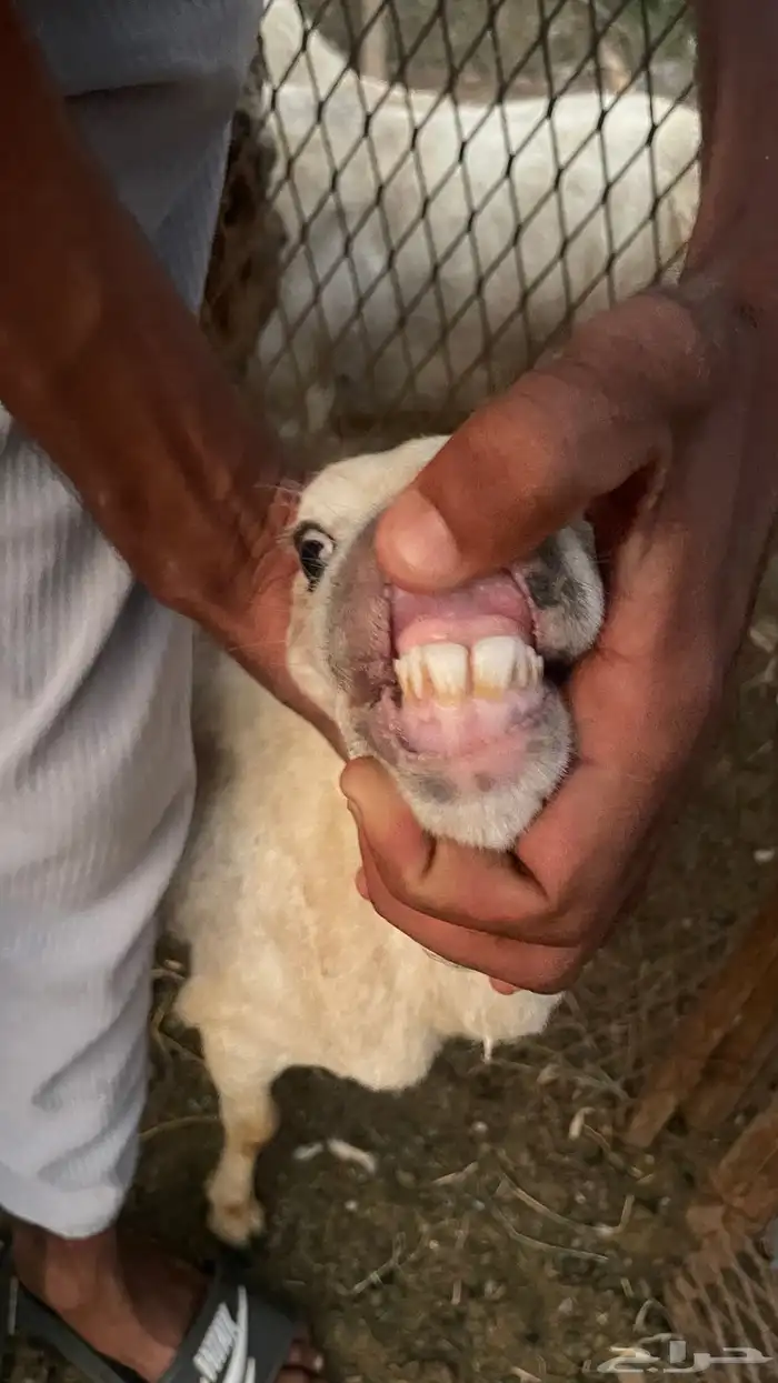 رخل للبيع على السوم 8