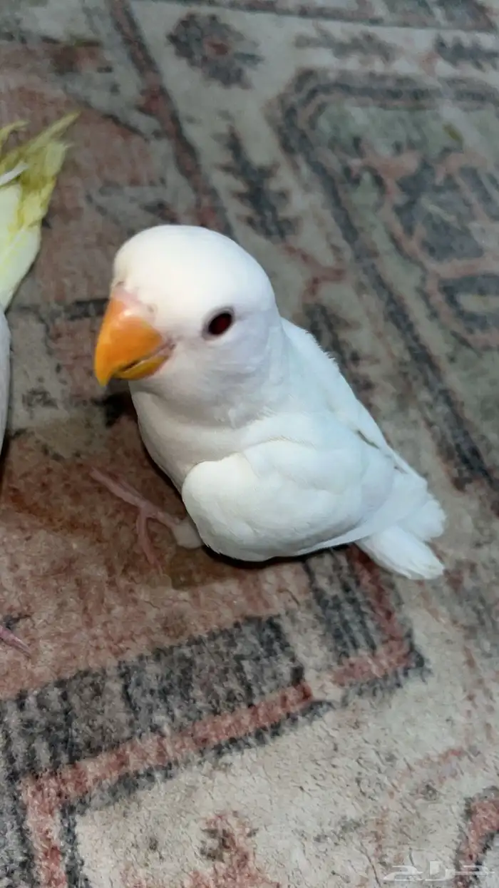 روز ابيض البينو عيون حمر هدد داخلي نشبه 2