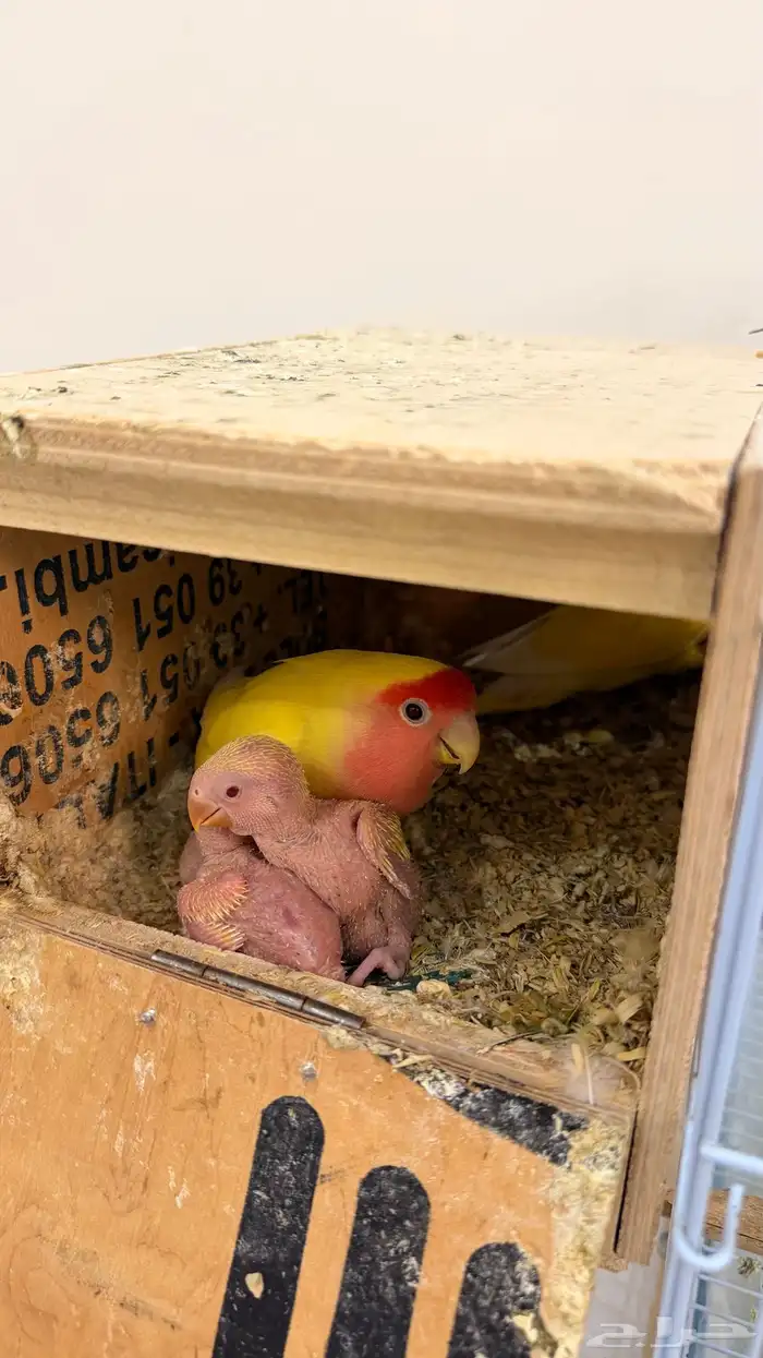 فروخ روز لاتينو رد فيس عيون حمره 3 فروخ 0