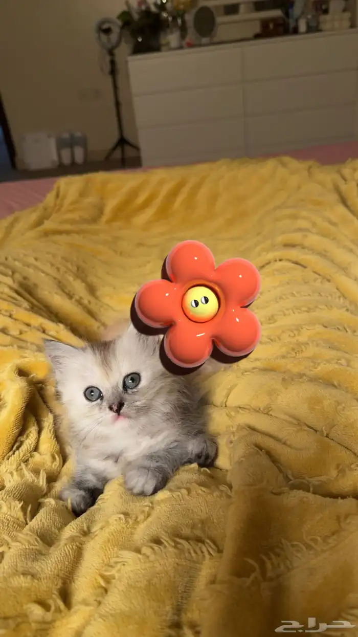 قط شيرازي للتبني 1