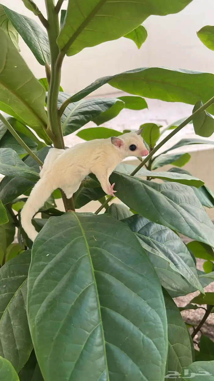 شوقر قلايد ابيض البينو اليف 0