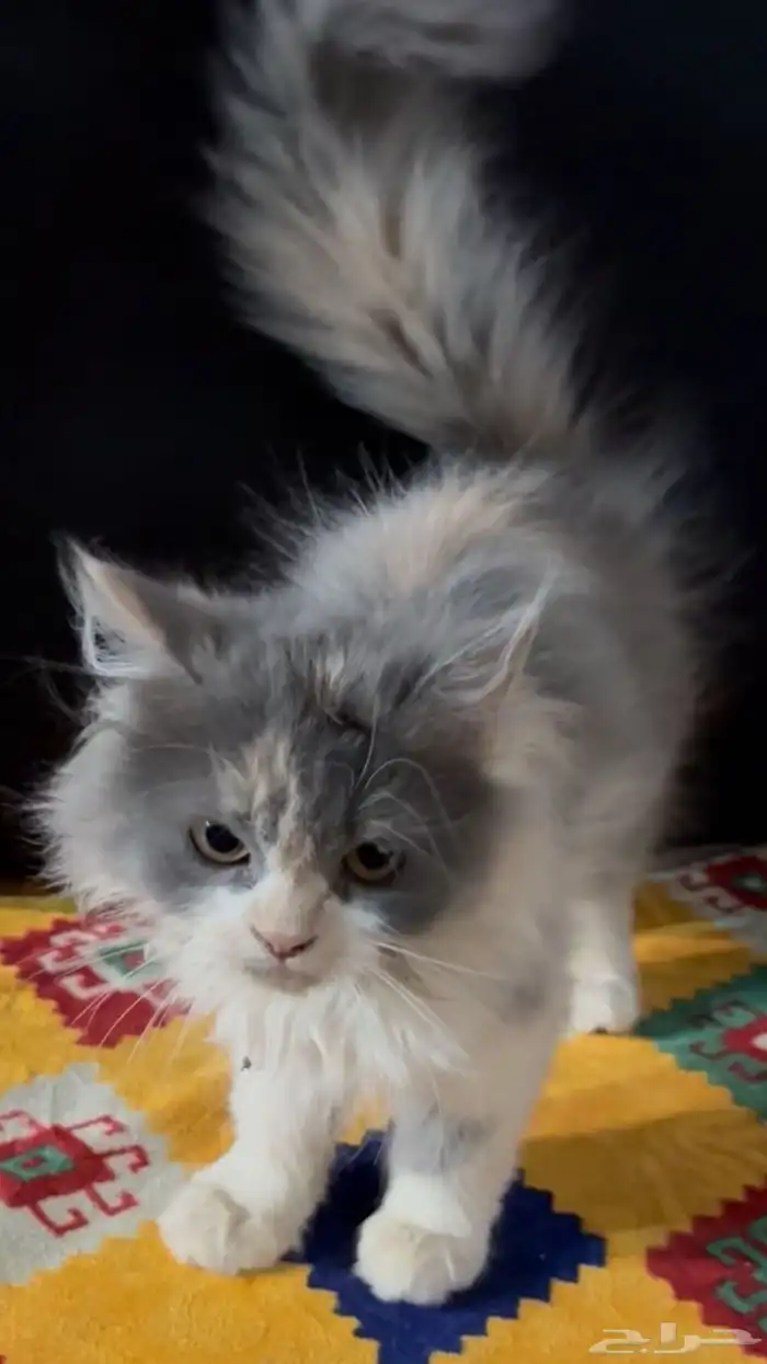 قطط شيرازيه 2
