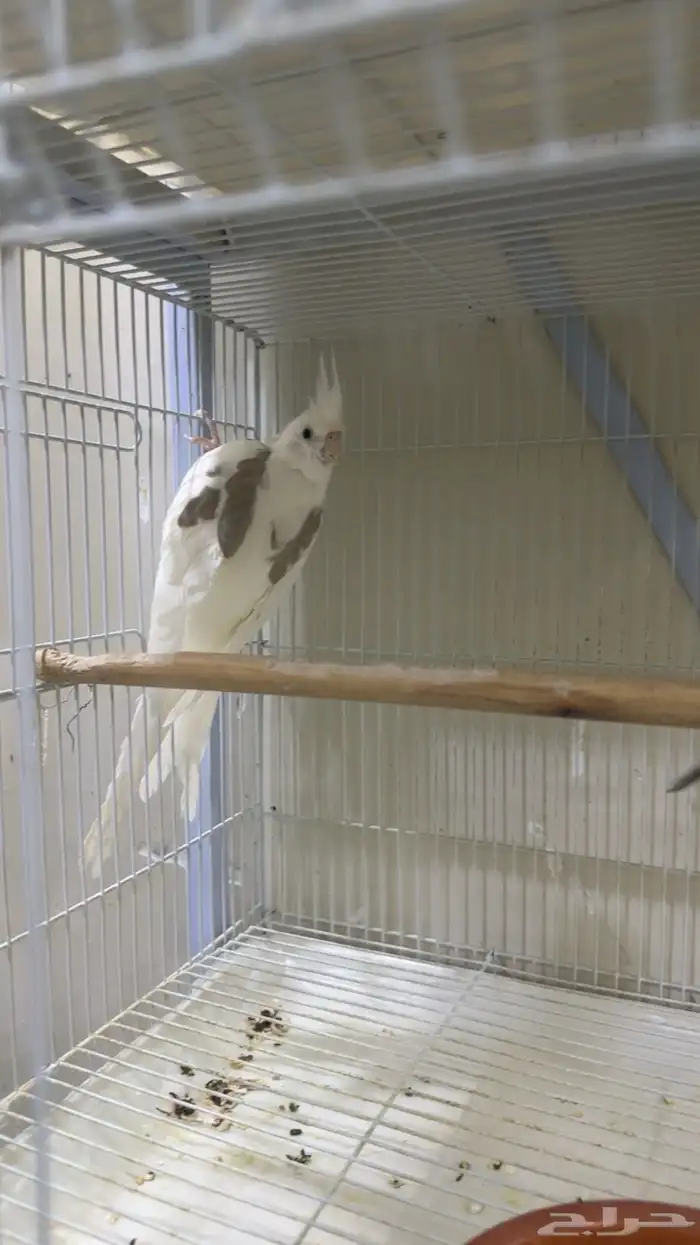 جوز كروان هاف بايد 1