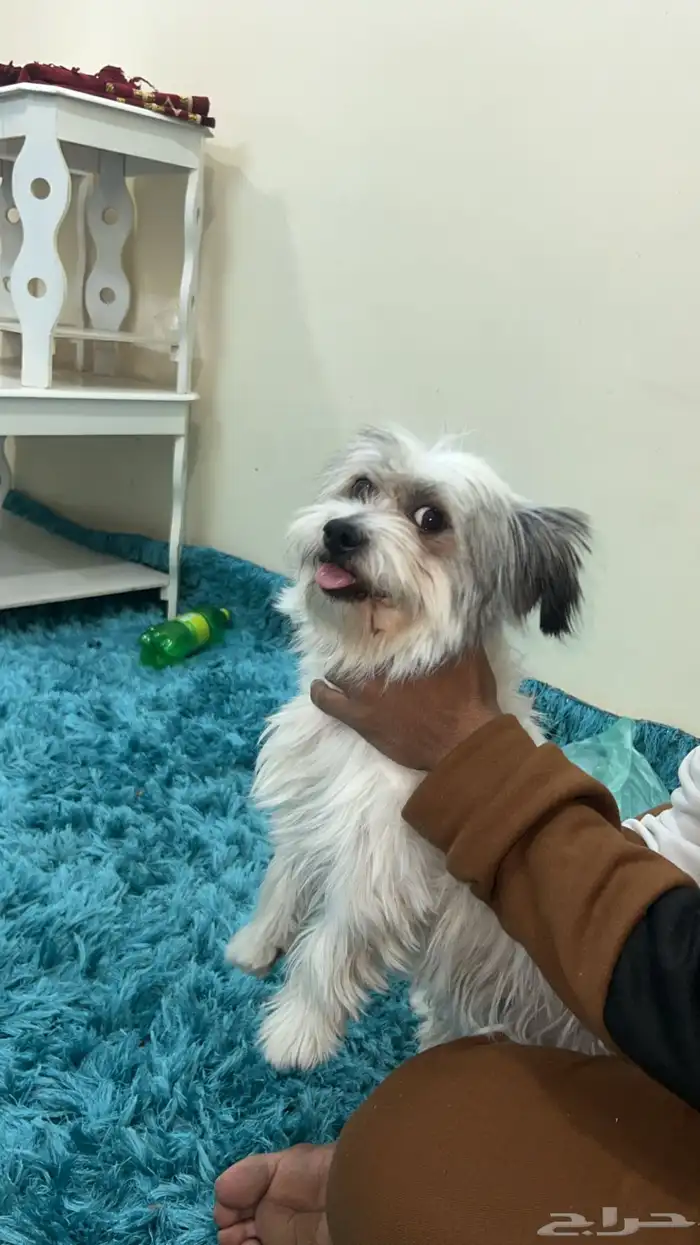 كلب مالتيز 1