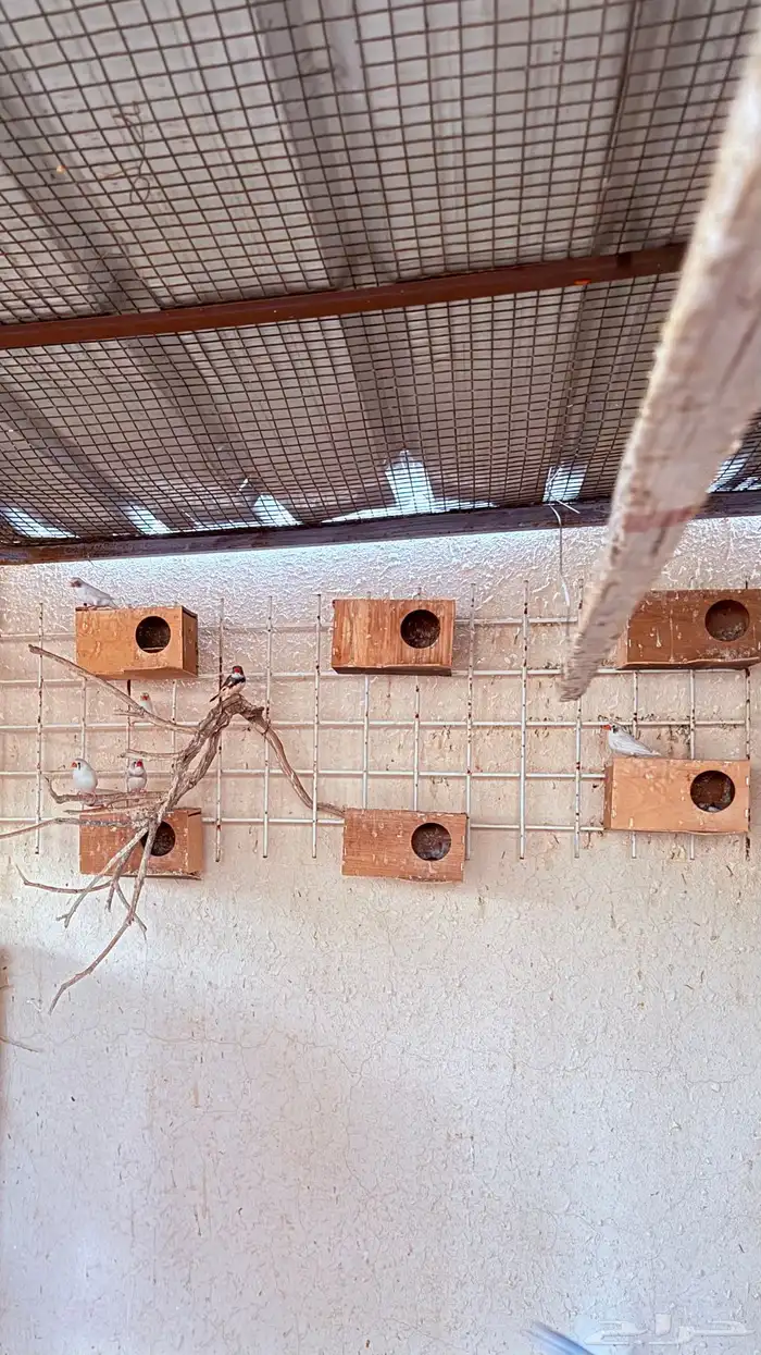 اجواز زيبرا 1