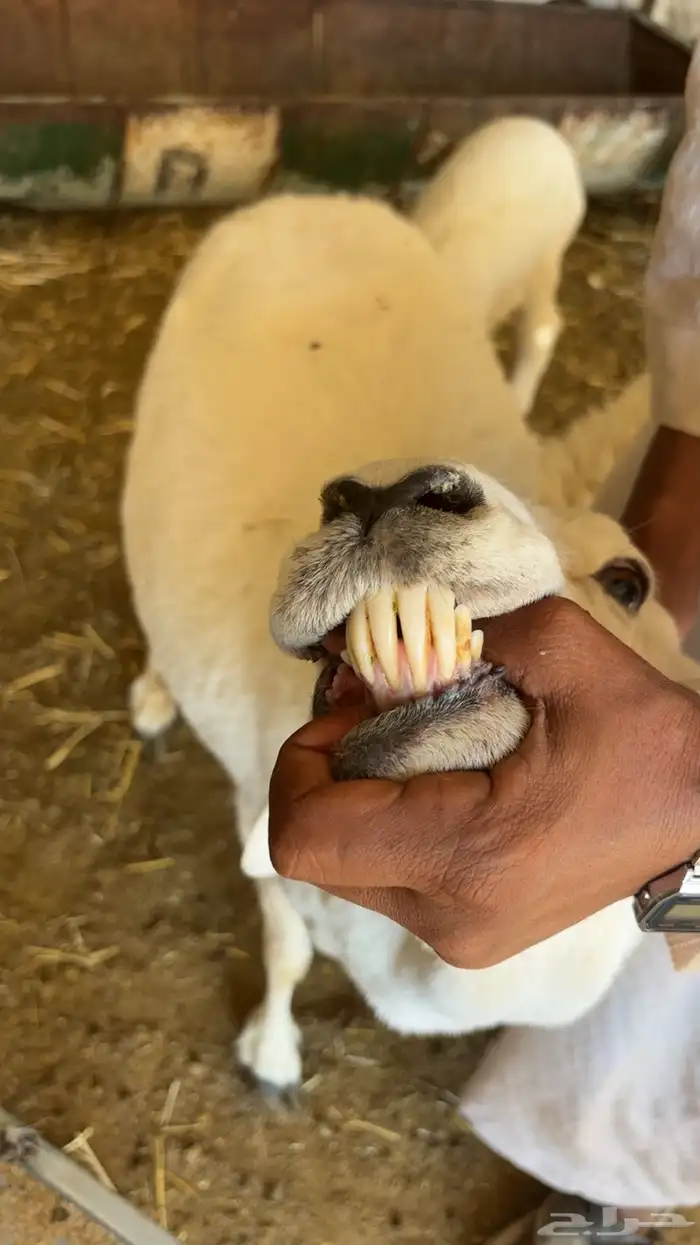 شاه حريه حايل 2