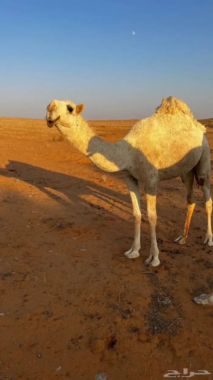 بعير باتلي 4