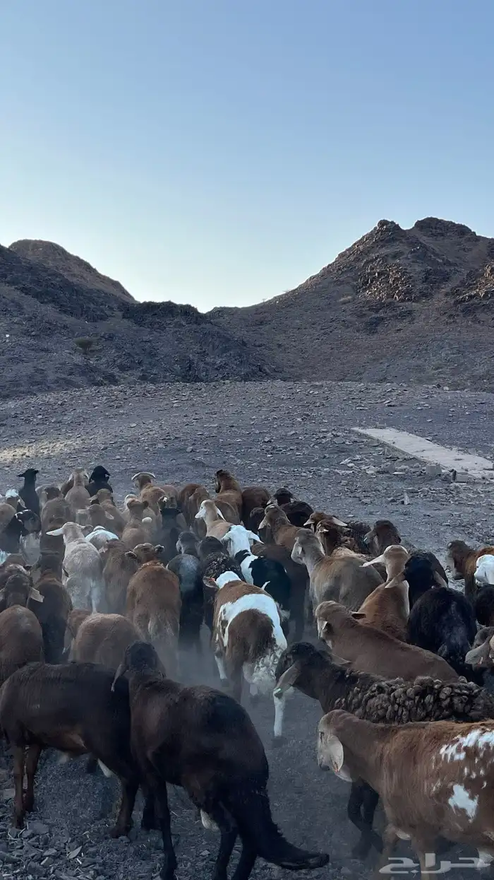 طليان سواكن حمري جادعان مرابى 10