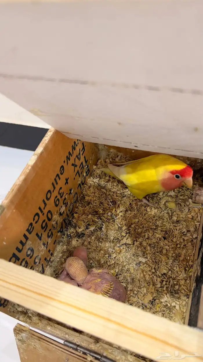 فروخ روز لاتينو رد فيس عيون حمره 3 فروخ 1