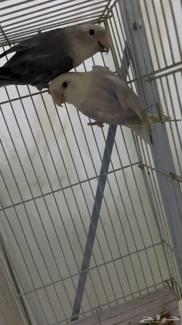 اناثى روز منتجه وجاهزه 2