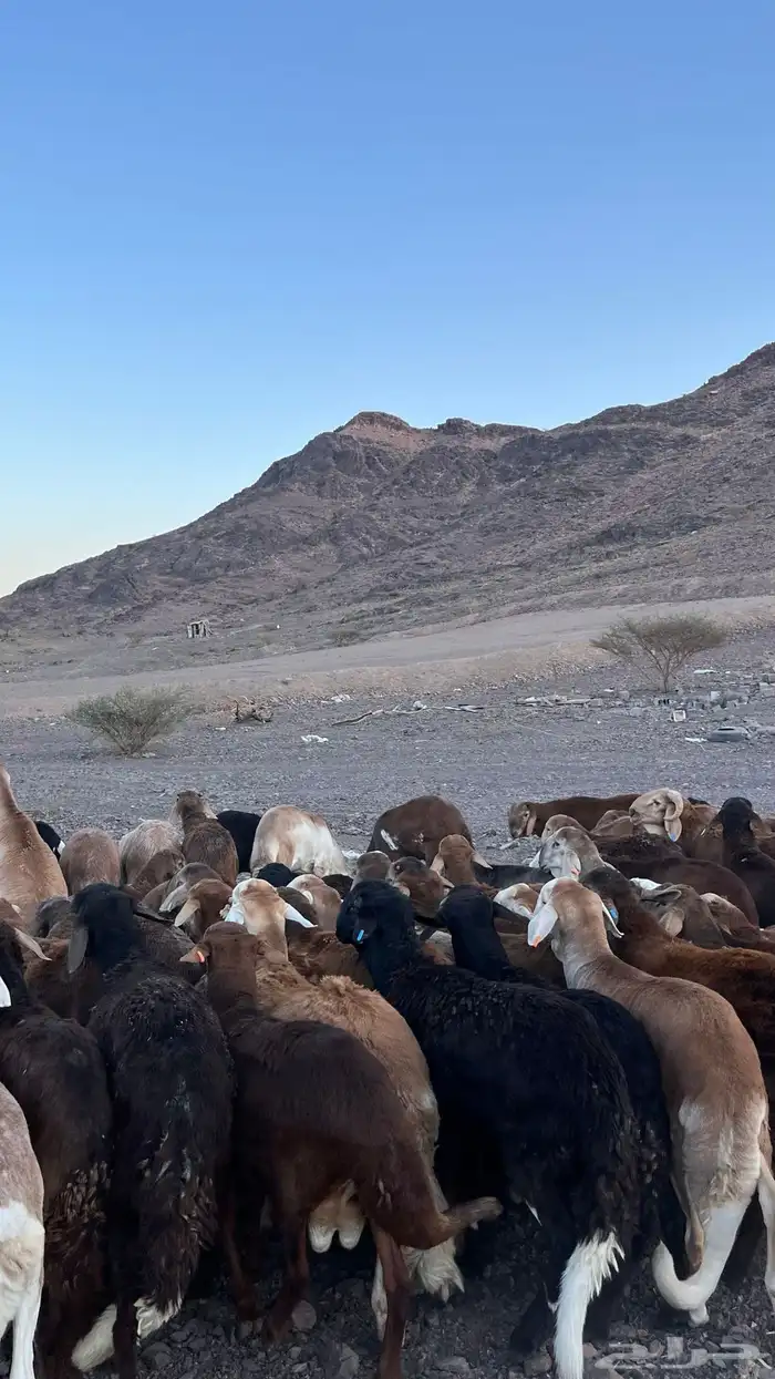 طليان سواكن حمري جادعان مرابى 22