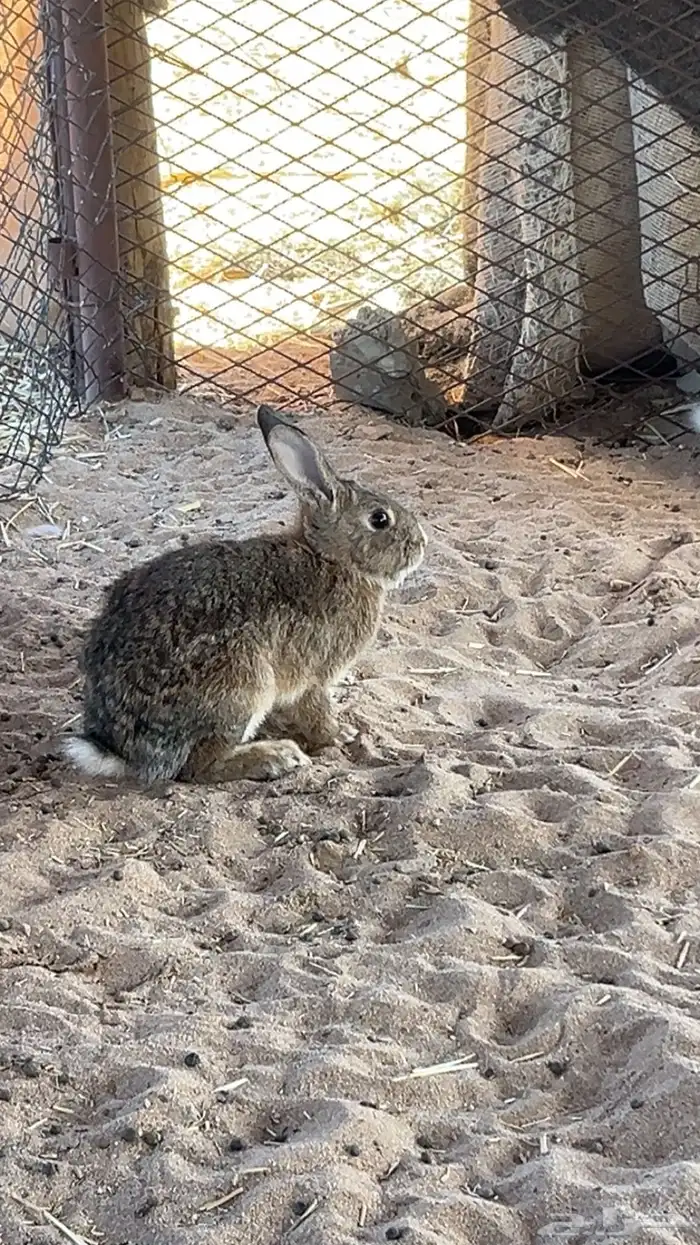 ارانب للبيع 2