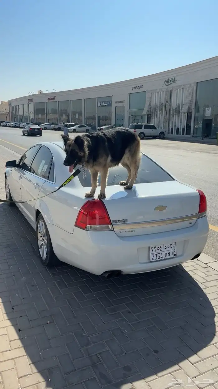 كلبين جيرمن 3