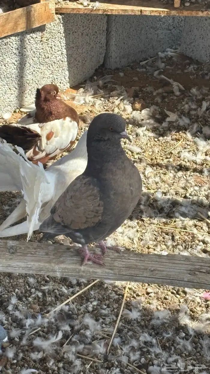 حمام زينه للبيع 12