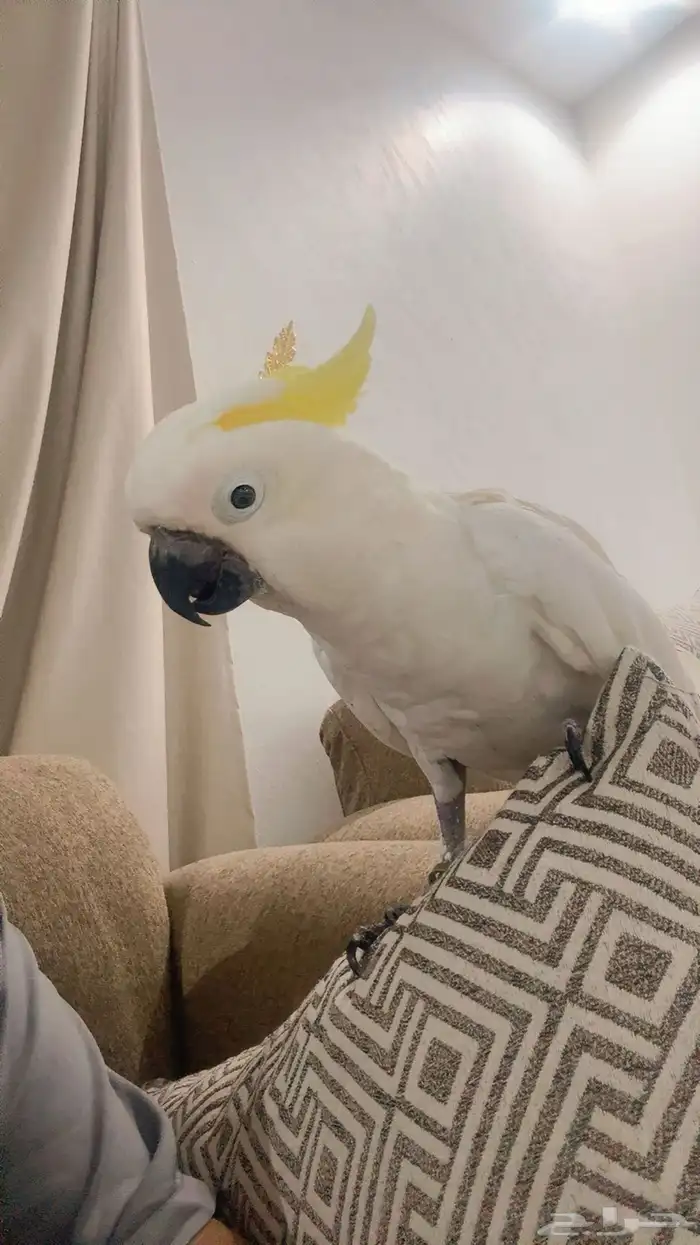 بغبغاء الكوكاتو سلفر 0