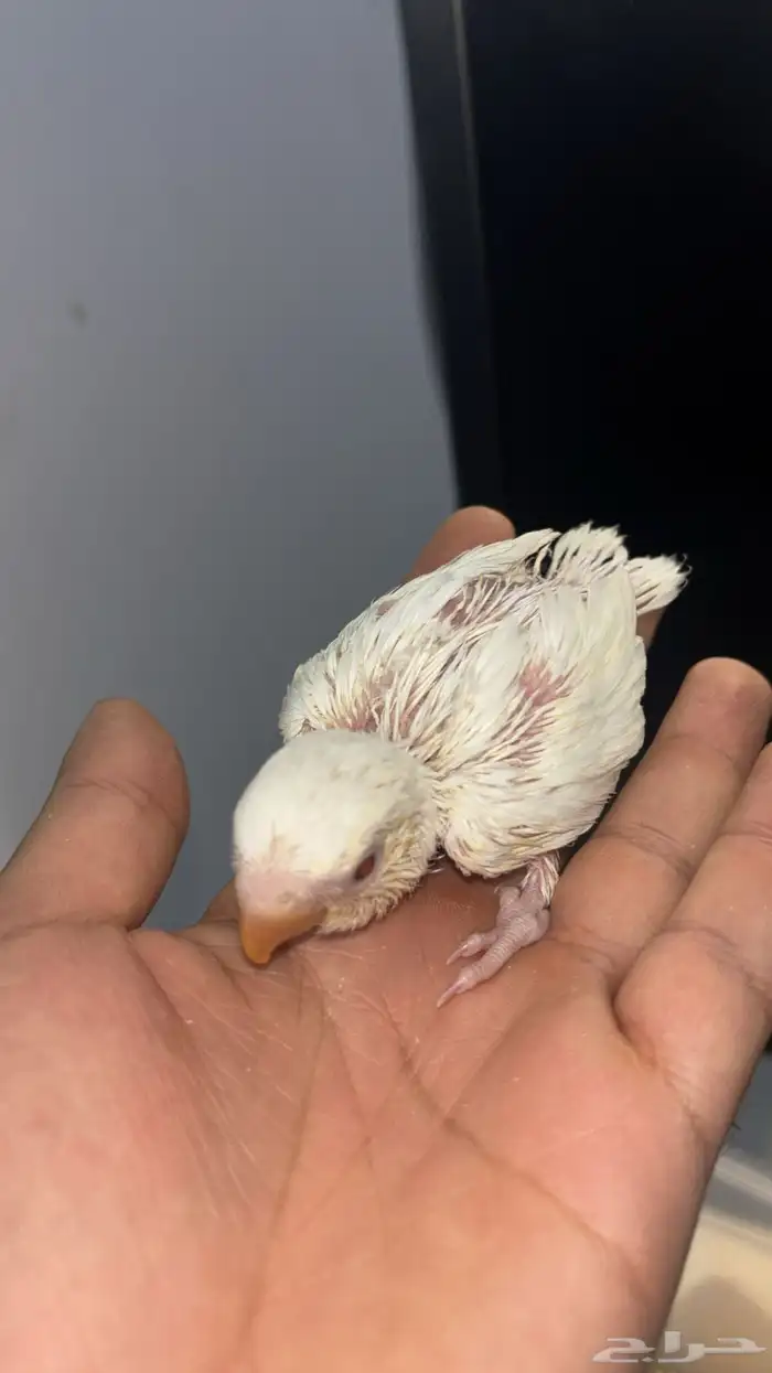 فروخ روز 3 حبات 4