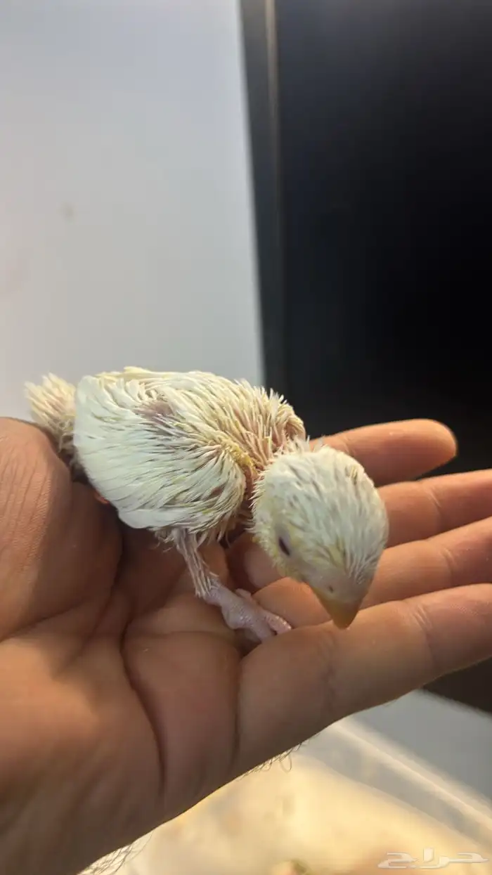 فروخ روز 3 حبات 2