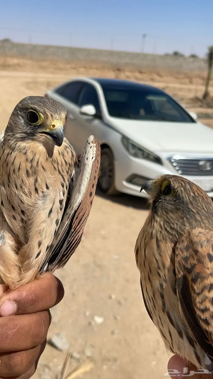 باشق لبيع العدد 2 0