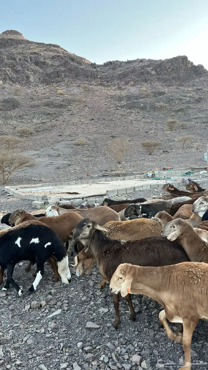 طليان سواكن حمري جادعان مرابى 29