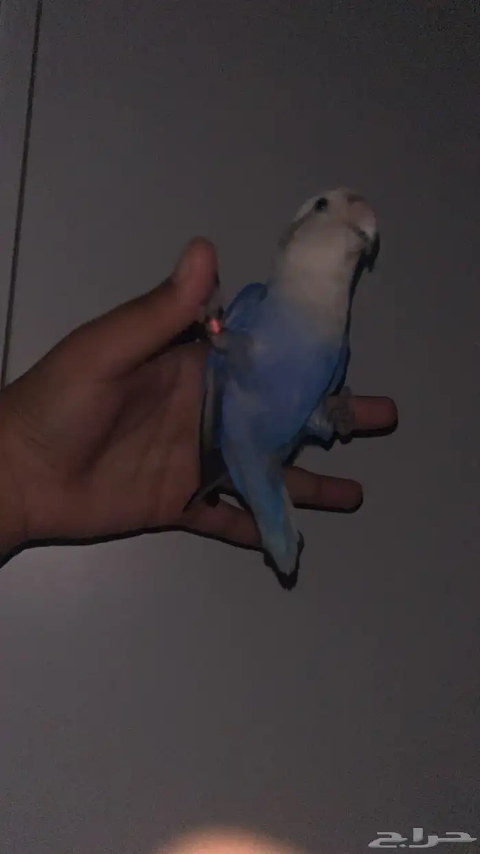 للبيع طير روز 4
