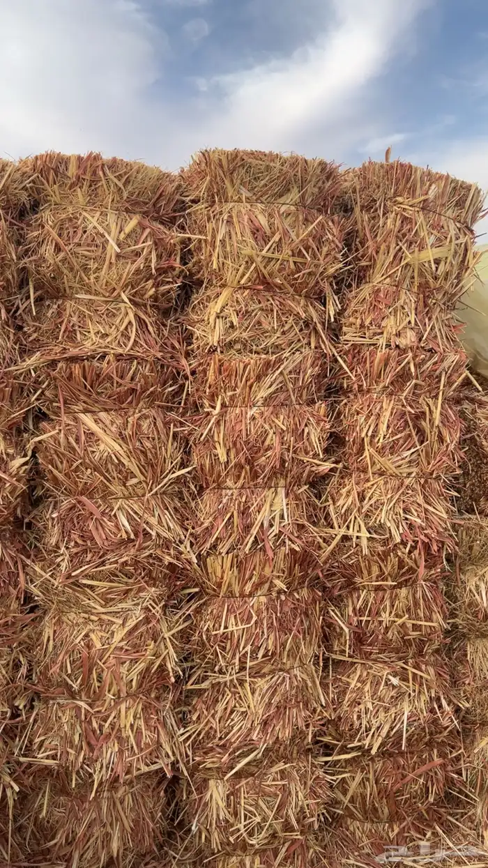 ذرة جيزانية وتبن قمح 1