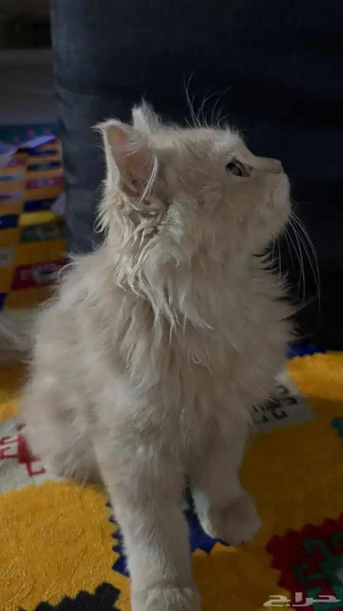 قطط شيرازيه 4