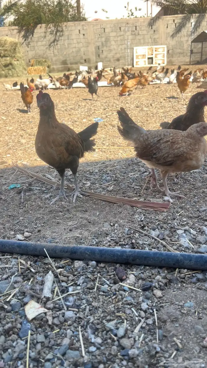 دجاج . صوص . عمر ثلاث شهرر 6