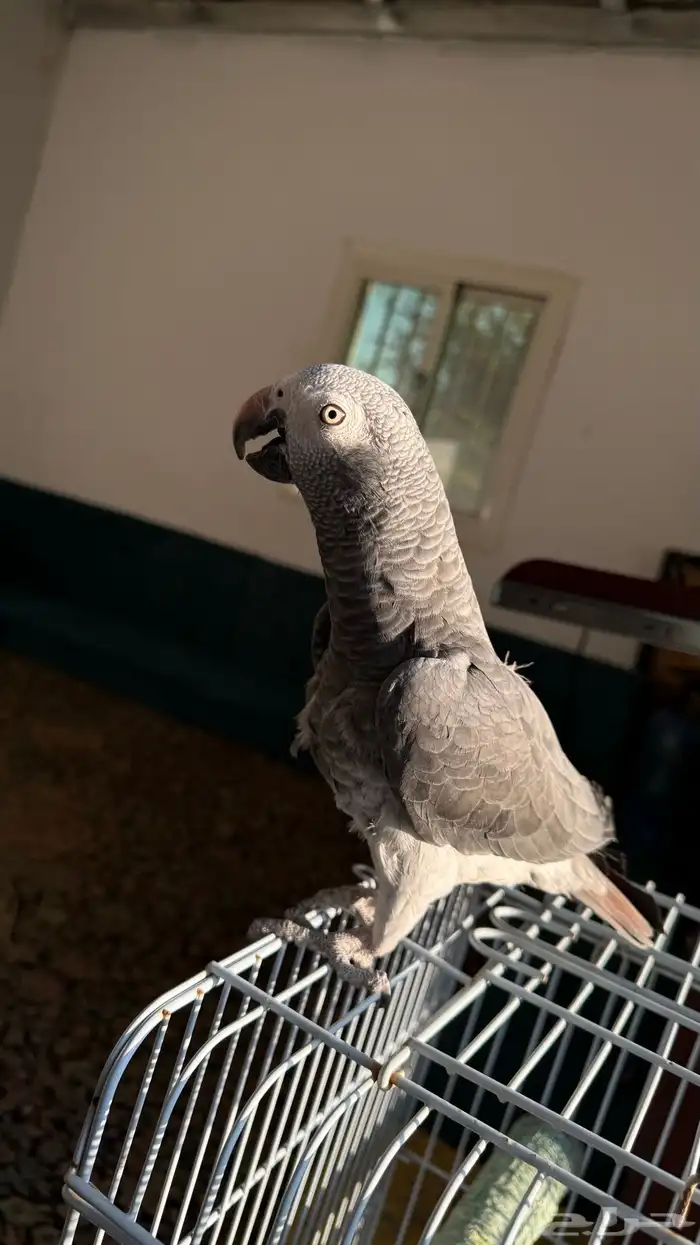 بغبغاء افريقى غينى 1