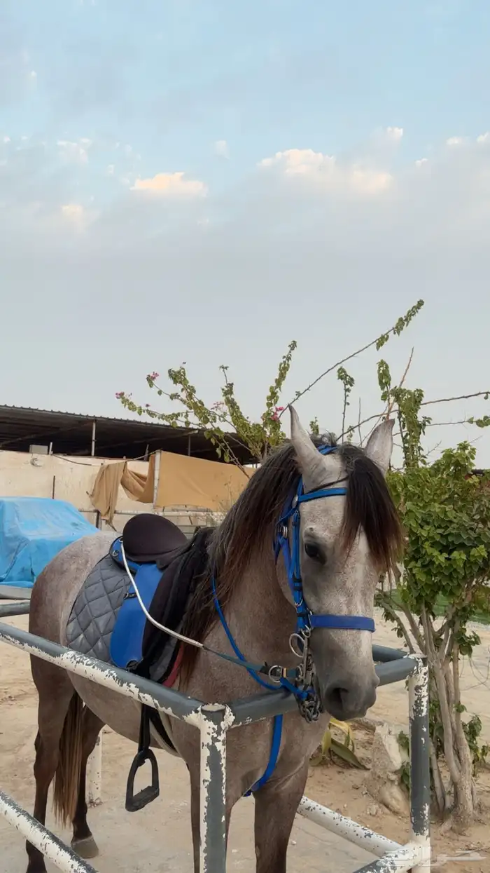 للبيع حصان 2