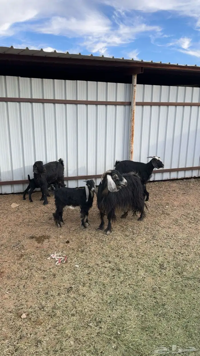 معزا ولد العدد اربع 7