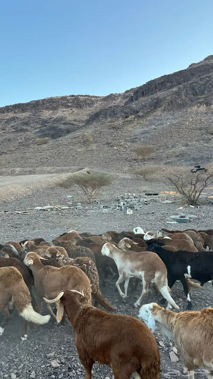 طليان سواكن حمري جادعان مرابى 1