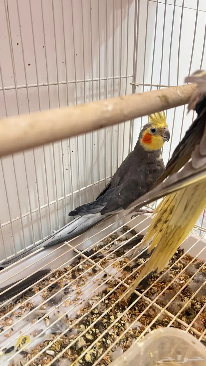 جوز كروان باكستاني 0