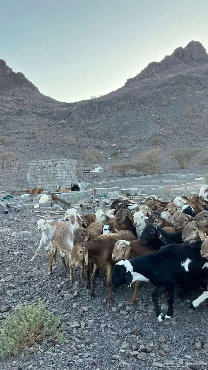 طليان سواكن حمري جادعان مرابى 30