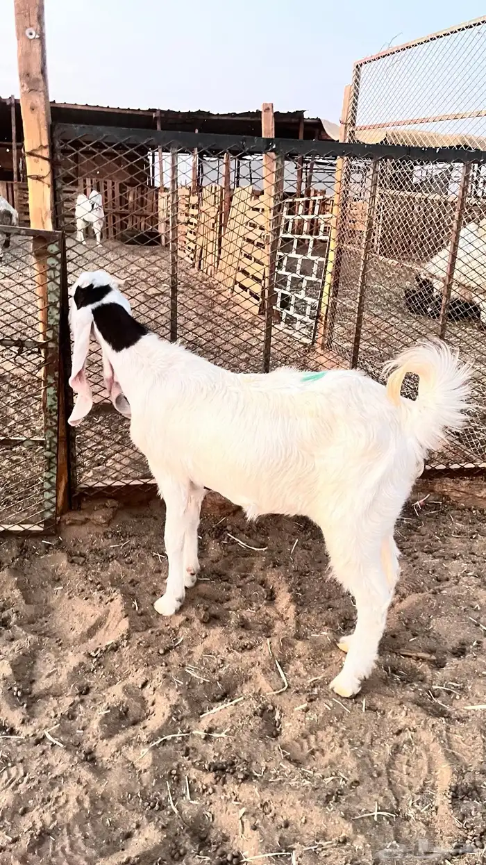 عنز هولنديه صنف الصنف 2