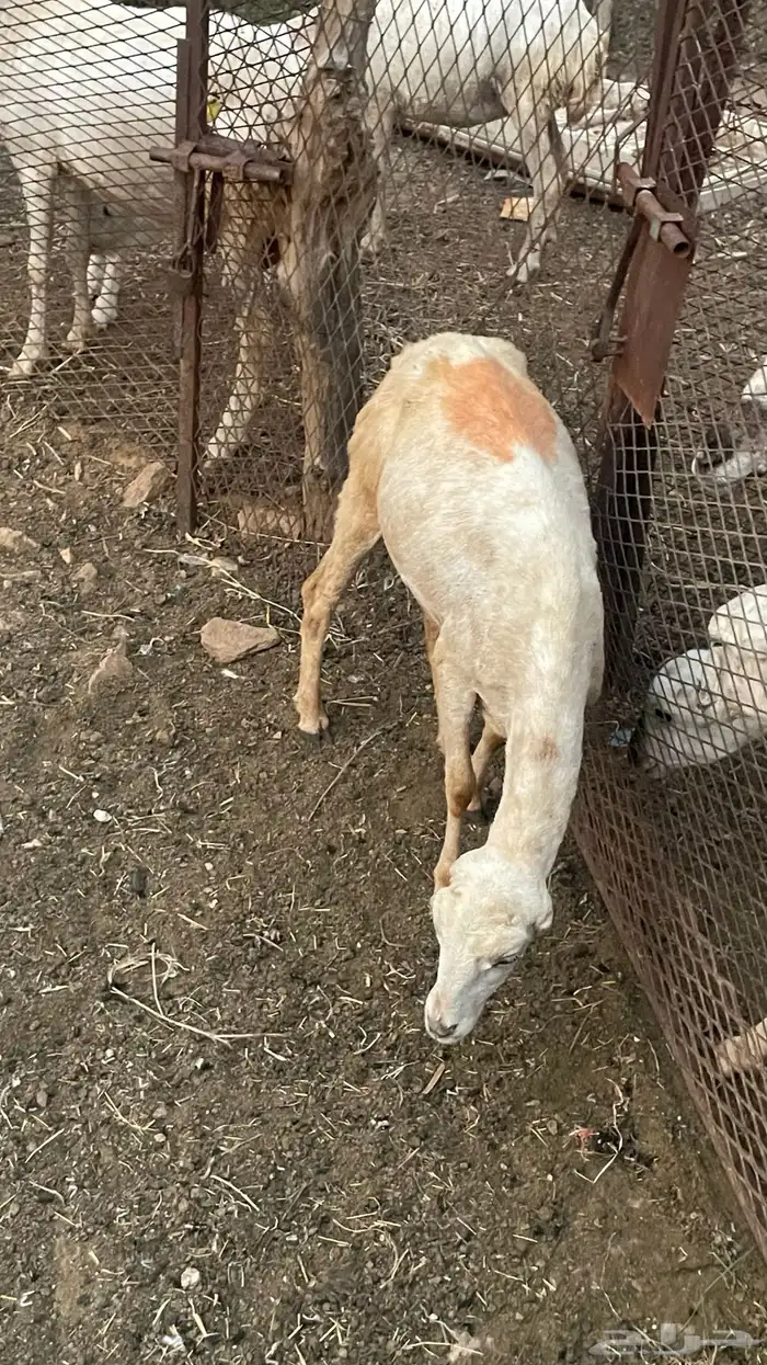 رخل للبيع على السوم 7