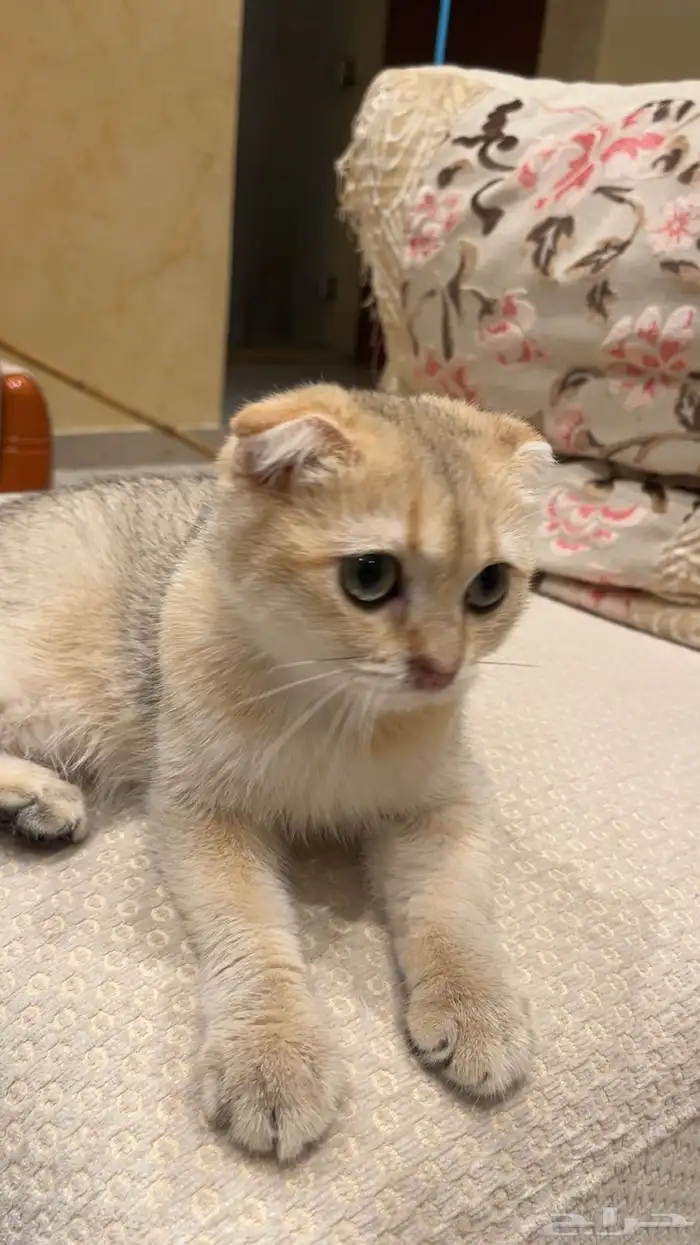 قط طالب تزواج 0