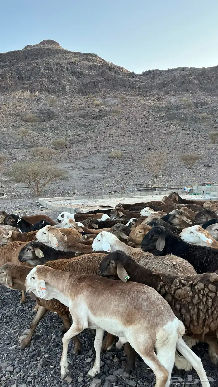 طليان سواكن حمري جادعان مرابى 24