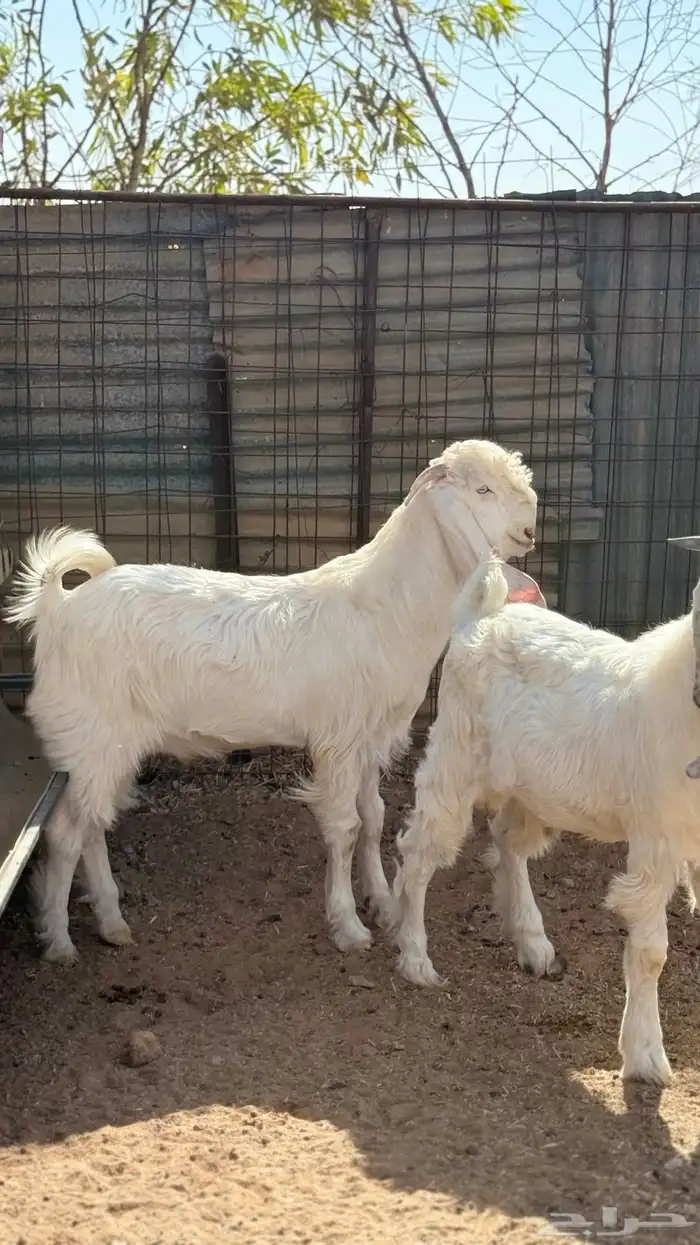 تيوس مطوره 6