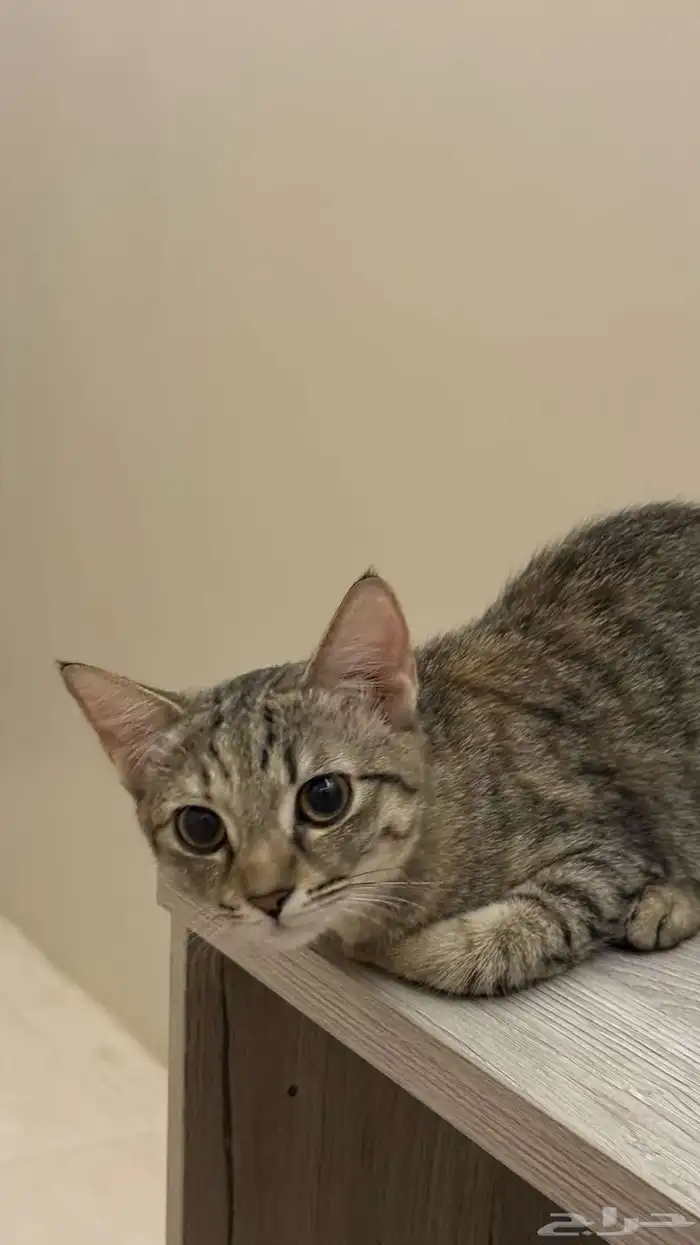 قطة انثى (للتبني) 1