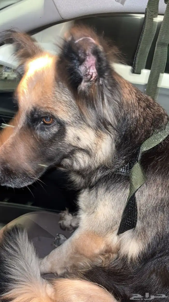 كلبين جيرمن 5