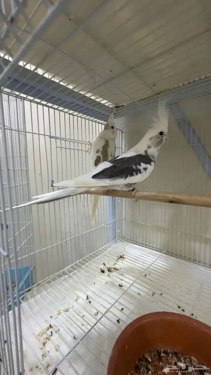 جوز كروان هاف بايد 0