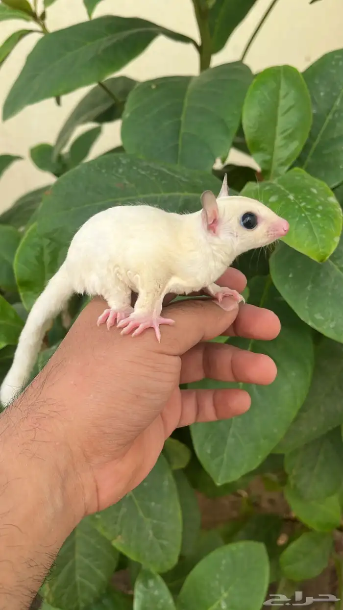 شوقر قلايد ابيض البينو اليف 2