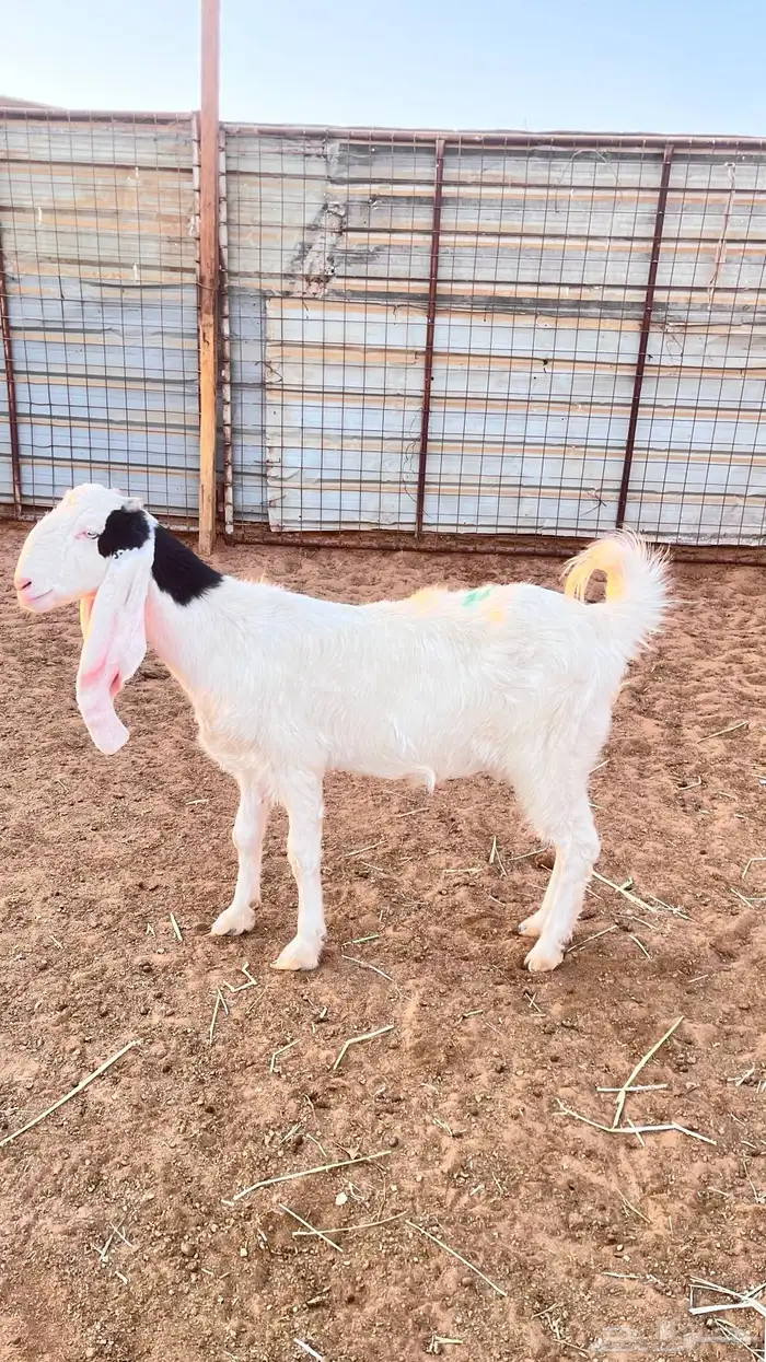 عنز هولنديه صنف الصنف 0