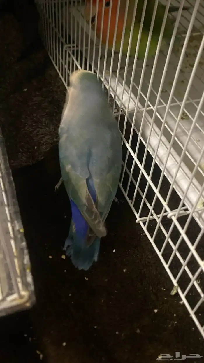 ببغاء للبيع 1