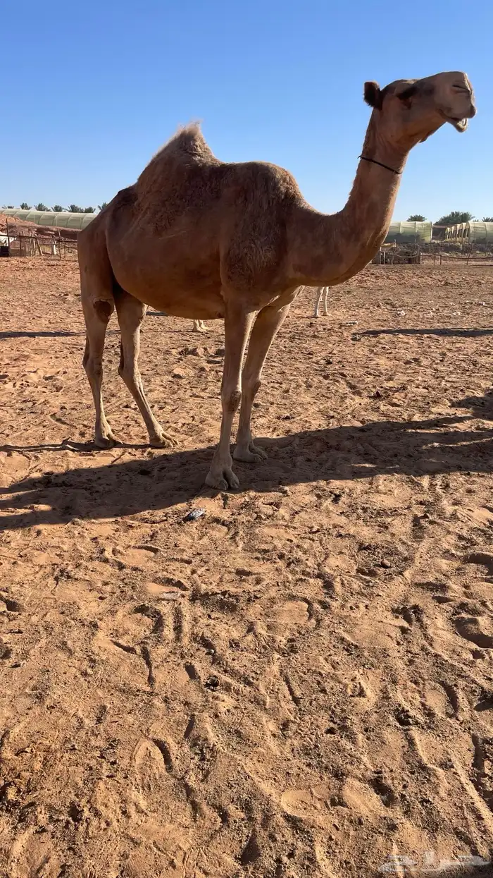 لقحه شعلا كفو ( تم البيع) 1