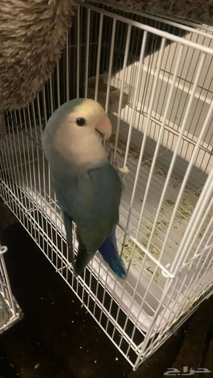 ببغاء للبيع 2