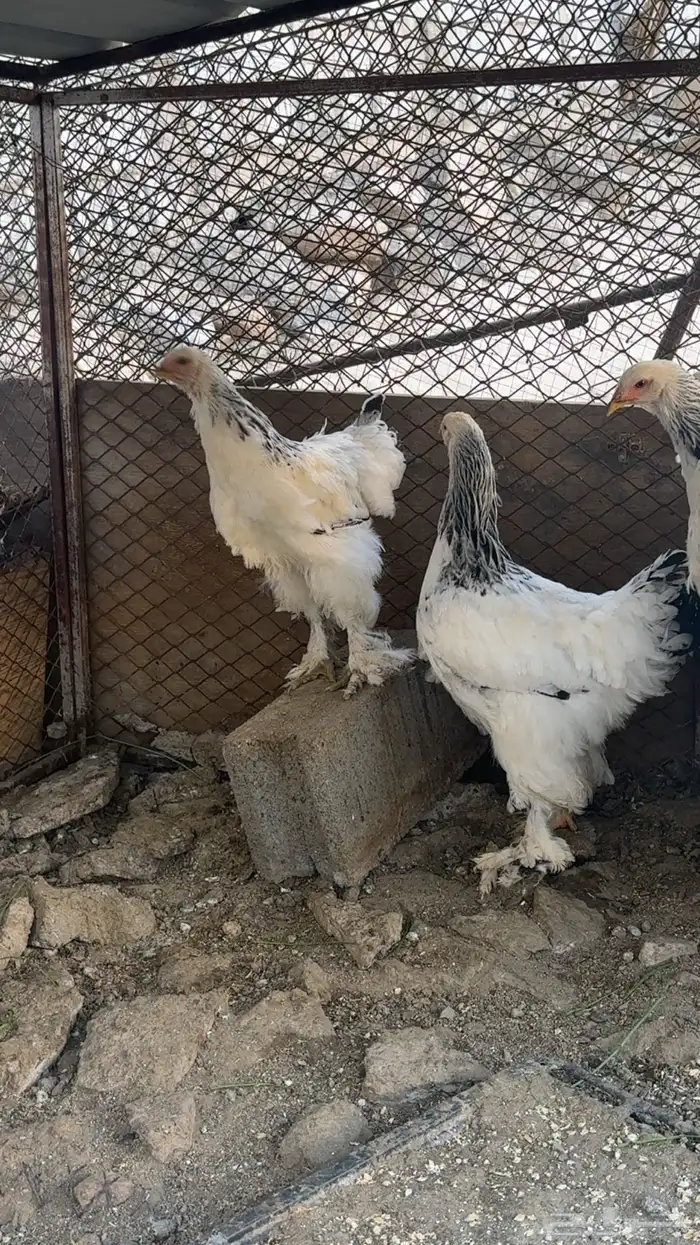 دجاج براهم 1