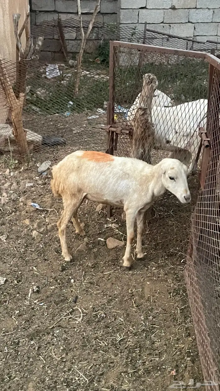 رخل للبيع على السوم 5