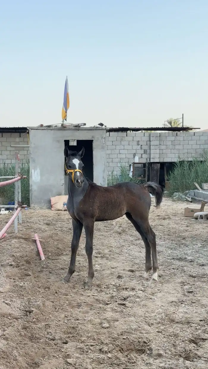 فرس مشبيه ومعها مهر 2