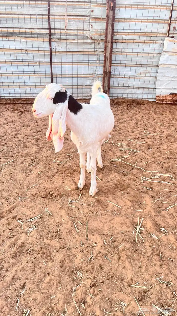 عنز هولنديه صنف الصنف 1